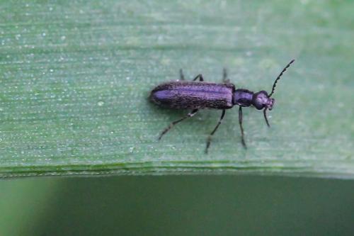 Réf. 289 077 : Dasytinae inconnu
